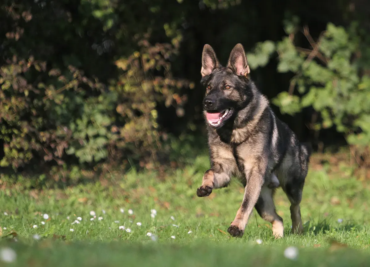 Deutscher Schäferhund auf dem Vereinsgelände